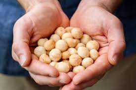 Macadamia Nuts – Premium, Buttery & Heart-Healthy Superfood