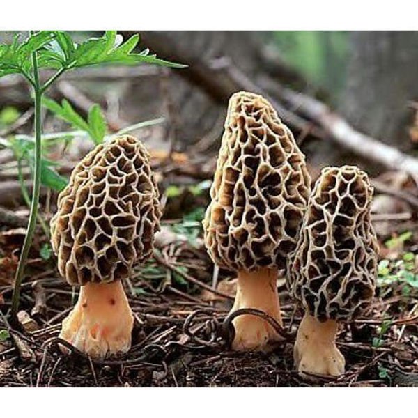 Gucchi Mushrooms – Rare Himalayan Morels, Handpicked & Sun-Dried